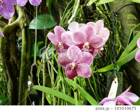 咲くやこの花館 咲くやこの花館 105039675