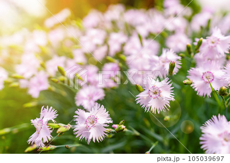 Cheddar pink or clove pink carnation 105039697