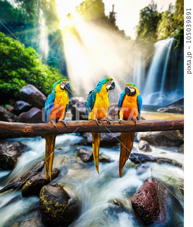 Blue-and-Yellow Macaw Ara ararauna, also known as the Blue-and-Gold Macaw against tropical waterfall background Blue-and-Yellow Macaw Ara ararauna, also known as the Blue-and-Gold Macaw against tropical waterfall background 105039891
