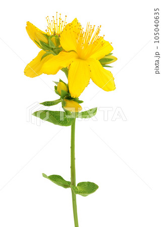 saint john's wort or Hypericum flowers isolated on white background 105040635