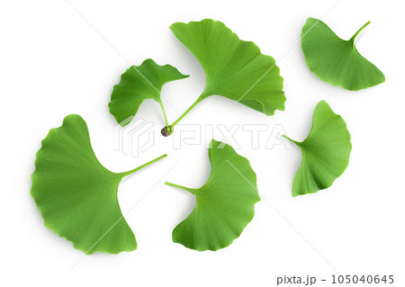 Green ginkgo biloba leaves isolated on white background. Top view. Flat lay Green ginkgo biloba leaves isolated on white background. Top view. Flat lay 105040645