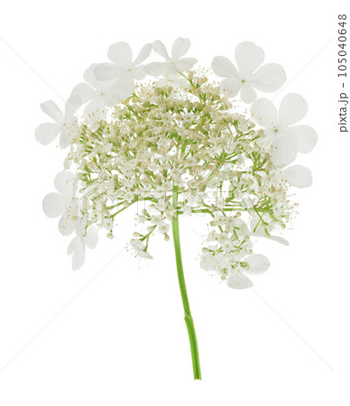 Viburnum flower isolated on a white background Viburnum flower isolated on a white background 105040648