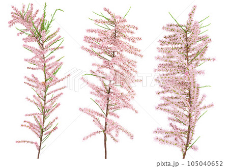 branch of tamarix isolated on white background with full depth of field branch of tamarix isolated on white background with full depth of field 105040652