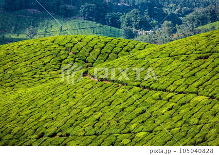 Kerala India travel background - green tea plantations in Munnar, Kerala, India - tourist attraction Kerala India travel background - green tea plantations in Munnar, Kerala, India - tourist attraction 105040828