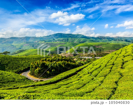 Kerala India travel background - green tea plantations in Munnar, Kerala, India - tourist attraction Kerala India travel background - green tea plantations in Munnar, Kerala, India - tourist attraction 105040830