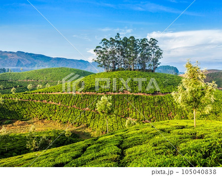 Kerala India travel background - green tea plantations in Munnar, Kerala, India - tourist attraction Kerala India travel background - green tea plantations in Munnar, Kerala, India - tourist attraction 105040838