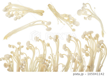 Enoki mushroom, Golden needle mushroom isolated in white background. Top view with copy space for your text. Flat lay 105041142