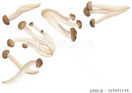 Brown beech mushrooms or Shimeji mushroom isolated on white background. Top view, flat lay 105041144