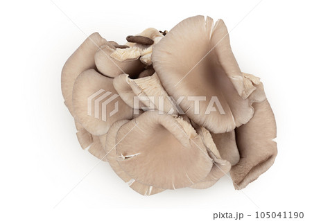 Oyster mushrooms isolated on white background with full depth of field. Top view. Flat lay 105041190