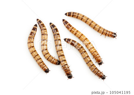 Worms larvae zophobas isolated on white background. Food for exotic animals. Top view. Flat lay Worms larvae zophobas isolated on white background. Food for exotic animals. Top view. Flat lay 105041195