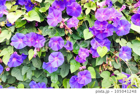 Flowers and leaves in nature. Floral colorful spring flower background. Flowers and leaves in nature. Floral colorful spring flower background. 105041248
