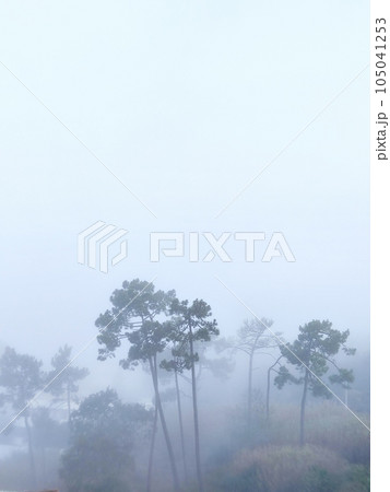 Mystical fog covered the quiet city. Mist silent hill and forest. White haze between the trees. 105041253