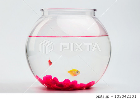 Two small fishes look from aquarium 105042301