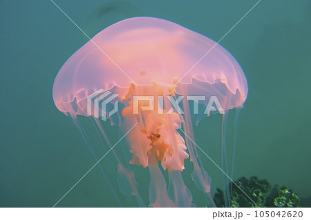 Jellyfish. Jellyfishs. Colorful jellyfish underwater. Shellfish moving in the water. Jellyfish 3D illustration background. Jellyfish swim in the sea, light passes through the water. Jellyfish. Jellyfishs. Colorful jellyfish underwater. Shellfish moving in the water. Jellyfish 3D illustration background. Jellyfish swim in the sea, light passes through the water. 105042620