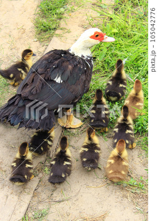 Muscovy duck hen with ducklings in the poultry Muscovy duck hen with ducklings in the poultry 105042776