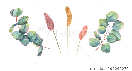 Set with eucalyptus leaves and lagurus spikelet. Greenery leaf and dried herbs. Watercolor illustration isolated on white background. Perfect for wedding design, invitation, greetings Set with eucalyptus leaves and lagurus spikelet. Greenery leaf and dried herbs. Watercolor illustration isolated on white background. Perfect for wedding design, invitation, greetings 105043070