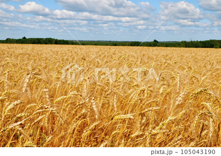 Cereal. Wheat. Wheat field. Cereal field. Conflict over cereal between Russia and Europe. Wheat field. Golden wheat ears close up. Beautiful rural landscape under bright sunlight and blue sky. Cereal. Wheat. Wheat field. Cereal field. Conflict over cereal between Russia and Europe. Wheat field. Golden wheat ears close up. Beautiful rural landscape under bright sunlight and blue sky. 105043190