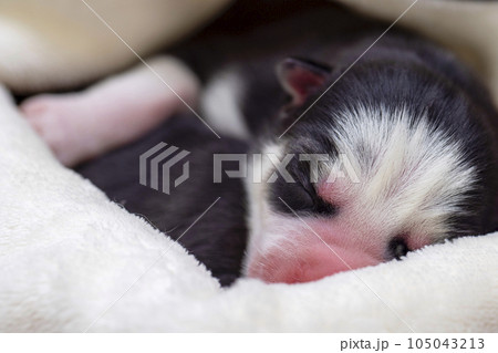Sleeping newborn Siberian Husky puppies. Newborn sleeping puppy. Sleeping newborn Siberian Husky puppies. Newborn sleeping puppy. 105043213