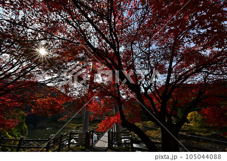 秋の慧日寺 105044088
