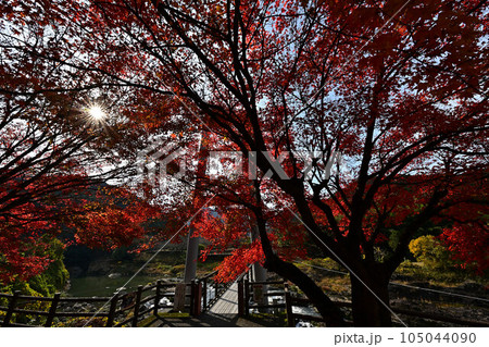 秋の川代公園 105044090