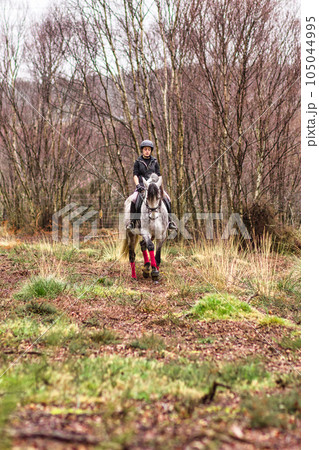 Classical dressage. Pure Spanish Andalusian horse gait. middle-aged Hispanic woman in firing school Classical dressage. Pure Spanish Andalusian horse gait. middle-aged Hispanic woman in firing school 105044995