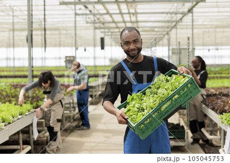 Happy farm worker holding crate full of certified local naturally harvested organic healthy green lettuce. Eco friendly sustainable greenhouse with negative co2 footprint Happy farm worker holding crate full of certified local naturally harvested organic healthy green lettuce. Eco friendly sustainable greenhouse with negative co2 footprint 105045753