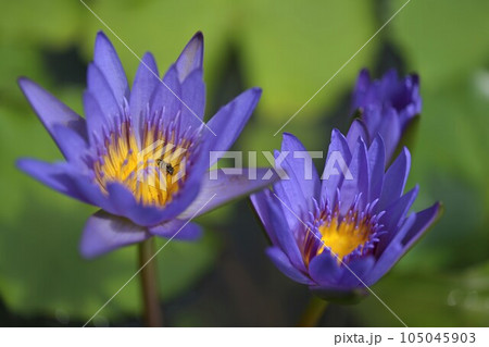 蜂の隠れ家 熱帯スイレンの花弁 蜂の隠れ家 熱帯スイレンの花弁 105045903