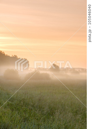 Trees in the meadow at dawn in the fog 105046040