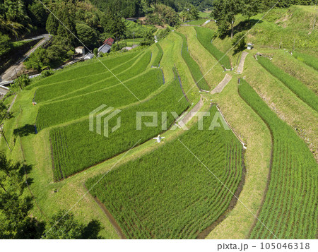 新緑の苗が育つ明日香村『上の棚田』 新緑の苗が育つ明日香村『上の棚田』 105046318