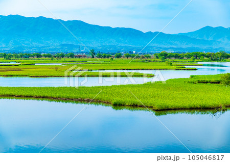 新潟 福島潟 105046817