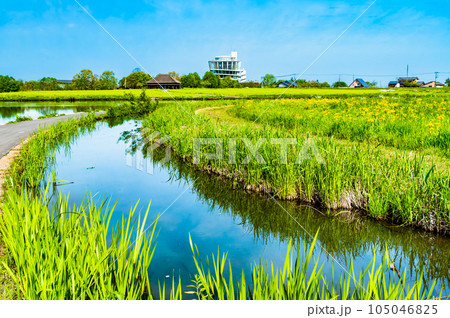 新潟 福島潟 105046825