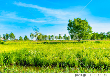 新潟 福島潟 105046830