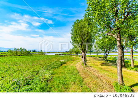 新潟 福島潟 新潟 福島潟 105046835