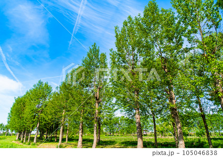 新潟 福島潟 新潟 福島潟 105046838