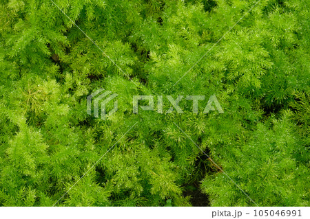 Asparagus fern plants Asparagus fern plants 105046991