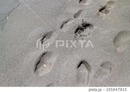 砂浜に残る足跡 砂浜に残る足跡 105047915