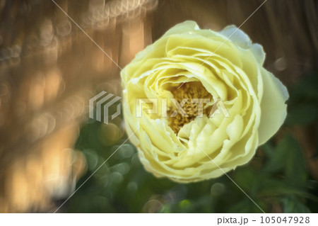 黄色いボタンの花 105047928