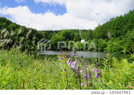 池の縁に野草が咲く夏の風景【ギボウシ】長野県佐久穂町 池の縁に野草が咲く夏の風景【ギボウシ】長野県佐久穂町 105047991