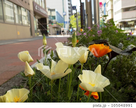 新横浜散歩 105048991