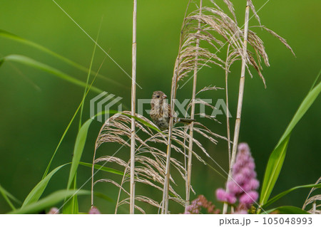 初夏の北海道の湿原に咲いたホザキシモツケとベニマシコのメス 105048993
