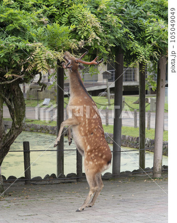 立ち上がって草を食べる奈良公園の雄鹿 105049049