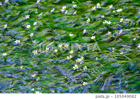 梅花藻2 105049082