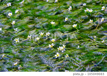 梅花藻3 105049083