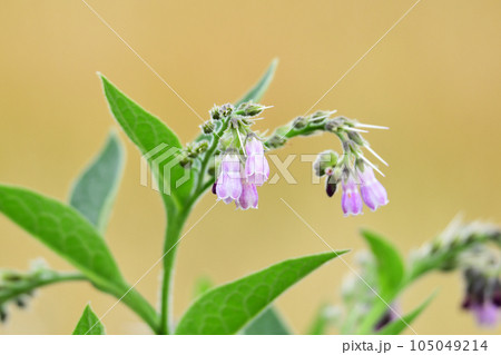初夏のコンフリーの花 初夏のコンフリーの花 105049214