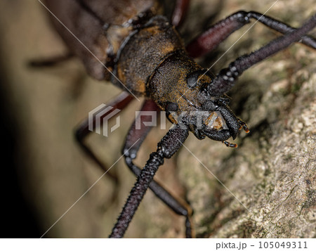 【昆虫】ウスバカミキリ　カミキリムシ 105049311