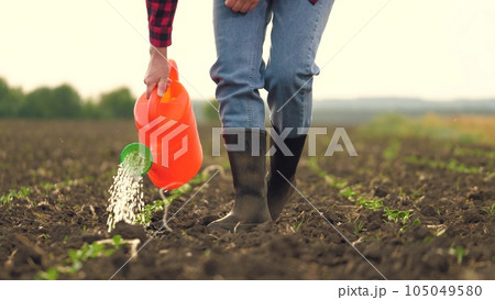 farmer watering sprouts watering can, farmer working field, watering fresh green sprout, agriculture, drip water raindrops agriculture closeup leaf development leg ground ecological love morning day 105049580