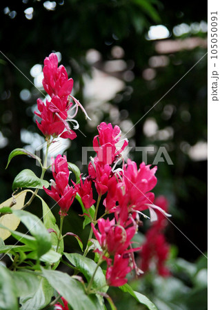 メガスケパスマ・エリトロクラミス 105050091