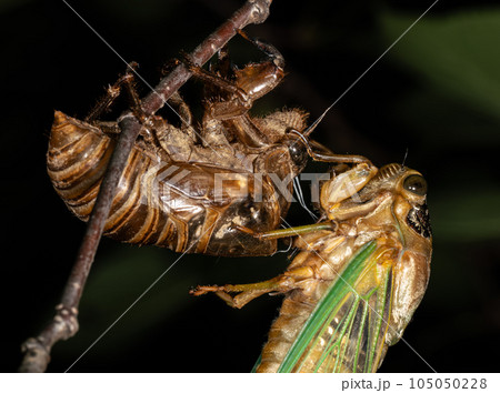 【夏】クマゼミの羽化　蝉 105050228