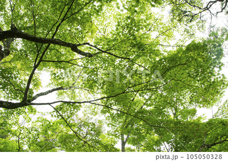 Summer Maple Leaves. Green leaves against a bright blue sky. 105050328