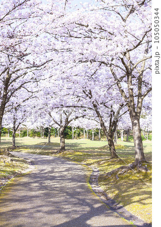 桜満開の並木道 鳥取県 因幡千本桜 水彩画 105050344